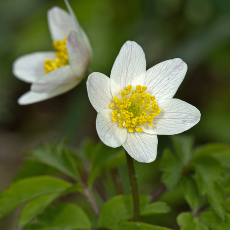 wood anemone