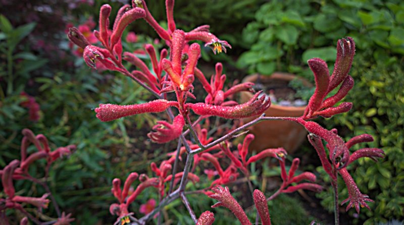 Kangaroo Paw