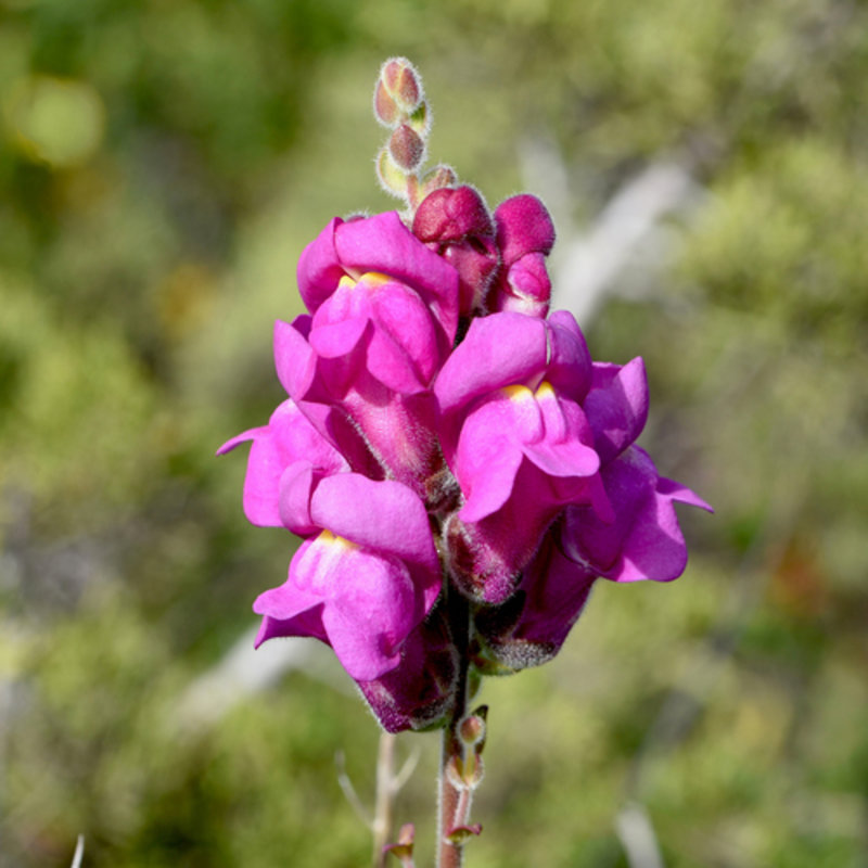 snapdragon