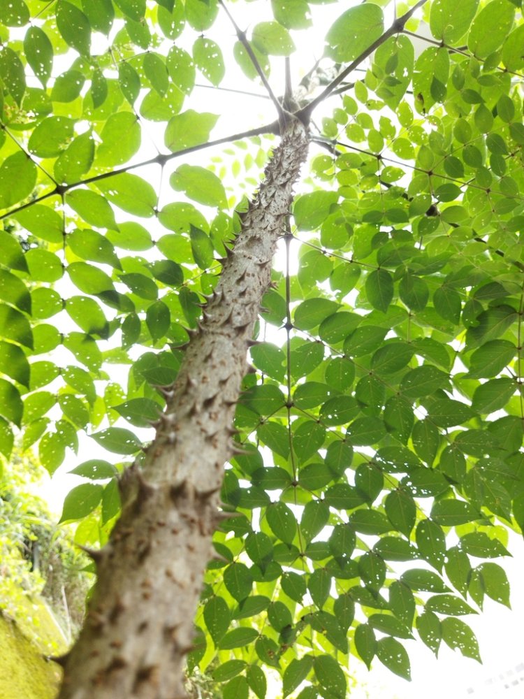 Japanese Angelica tree