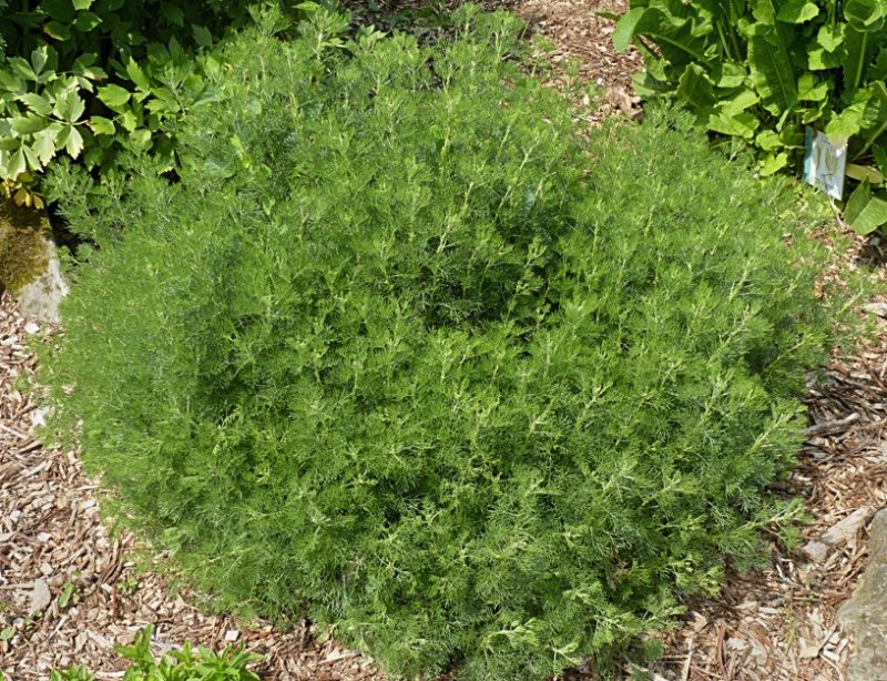Artemisia abrotanum