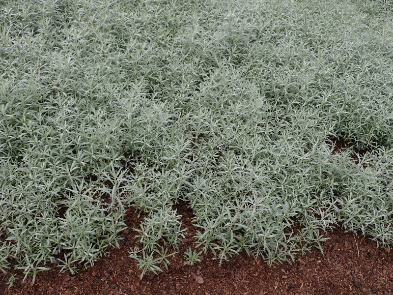 Artemisia ludoviciana 'Silver Queen'