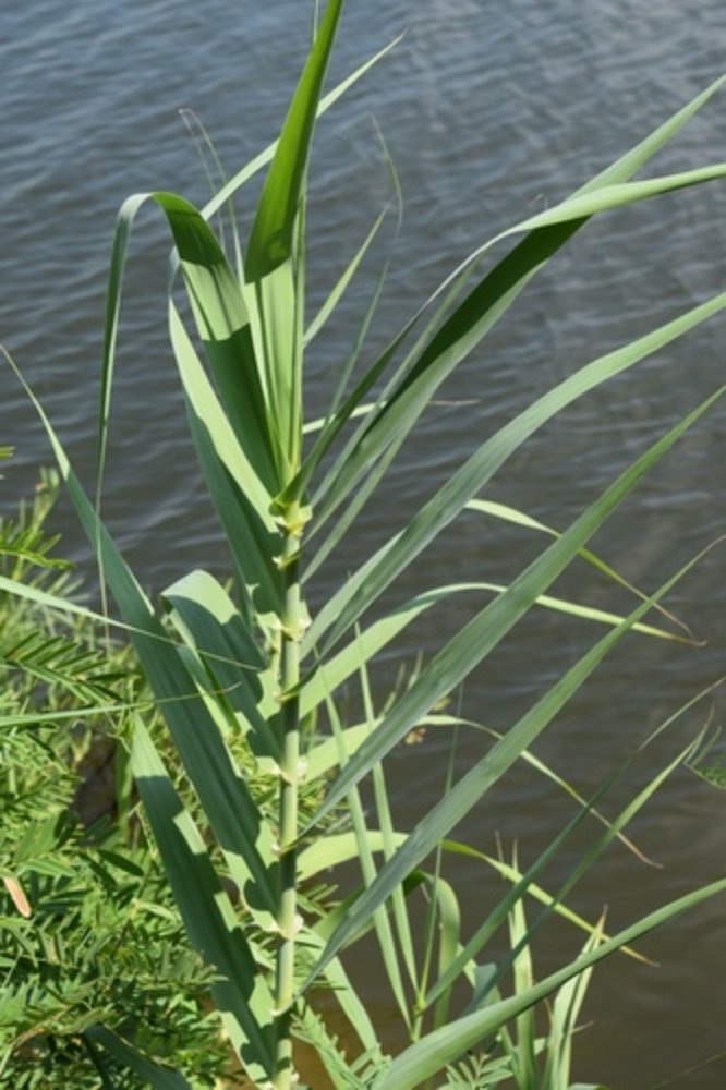 variegated giant reed