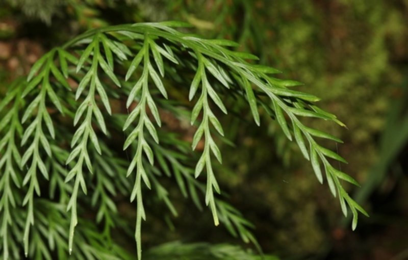 hen and chickens fern