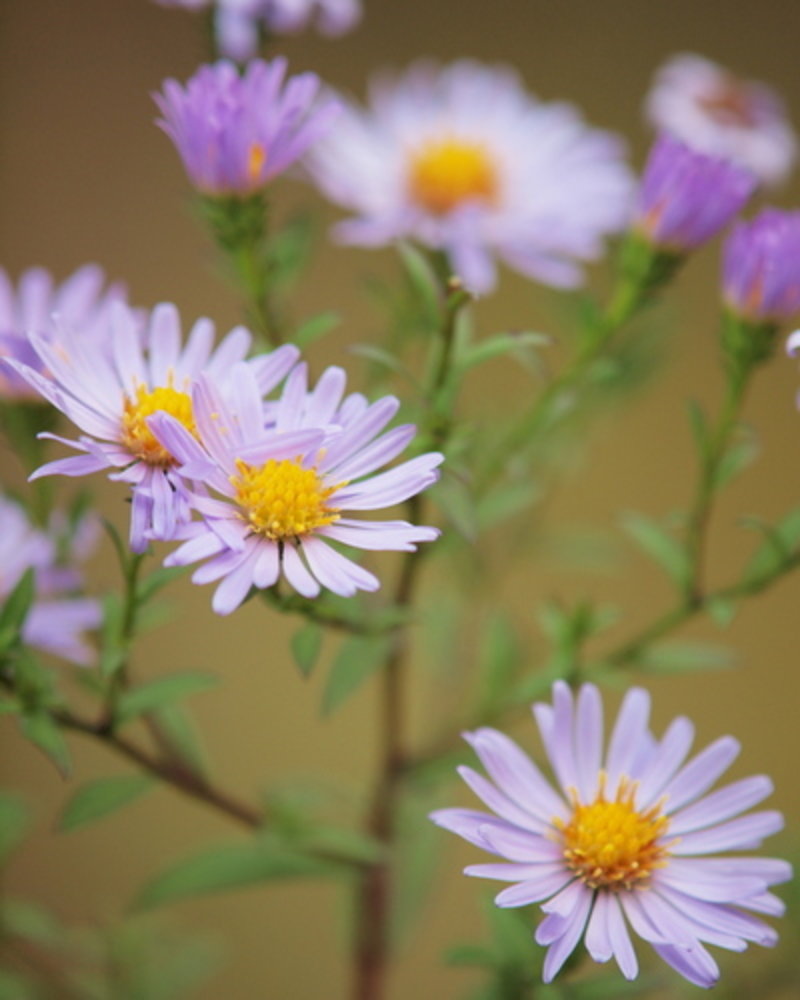 Michaelmas daisy