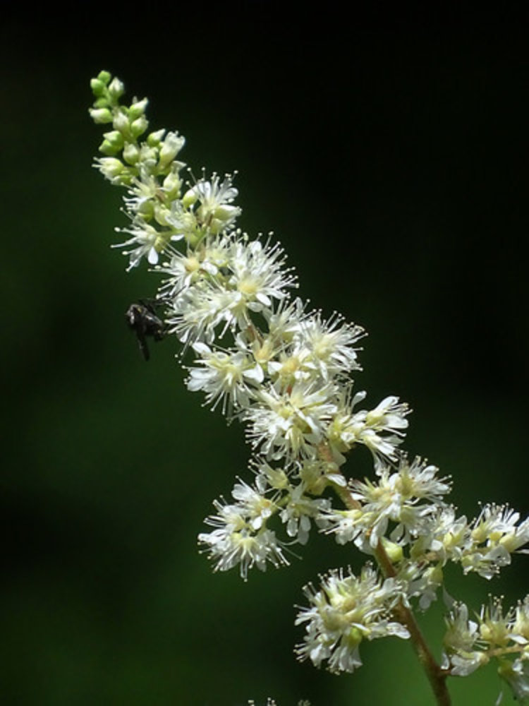 Chinese astilbe