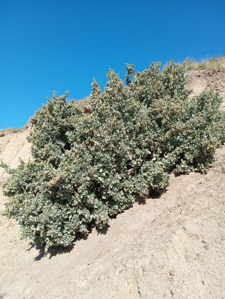 Mediterranean Saltbush