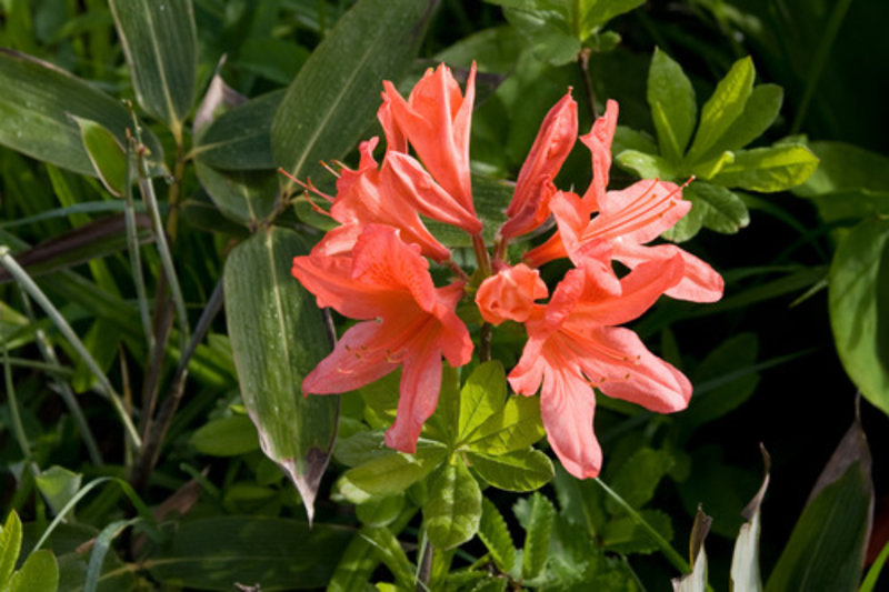 Azalea 'Pink Spider'