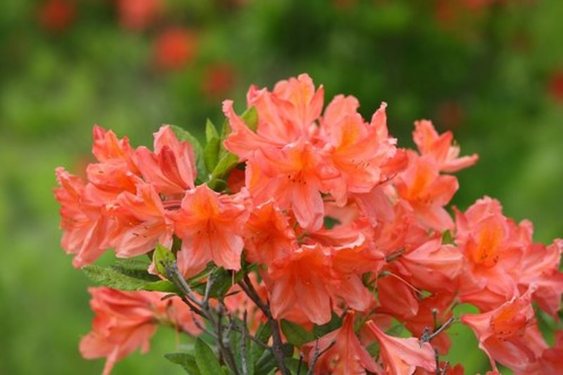 Azalea mollis 'Hotspur Red'