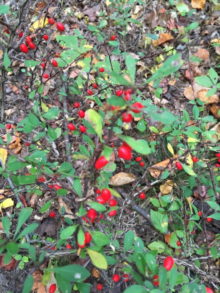 Japanese Barberry