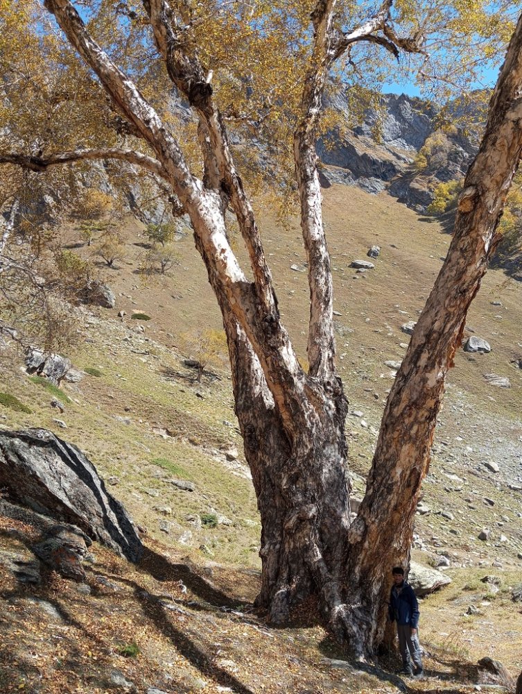 Himalayan Birch