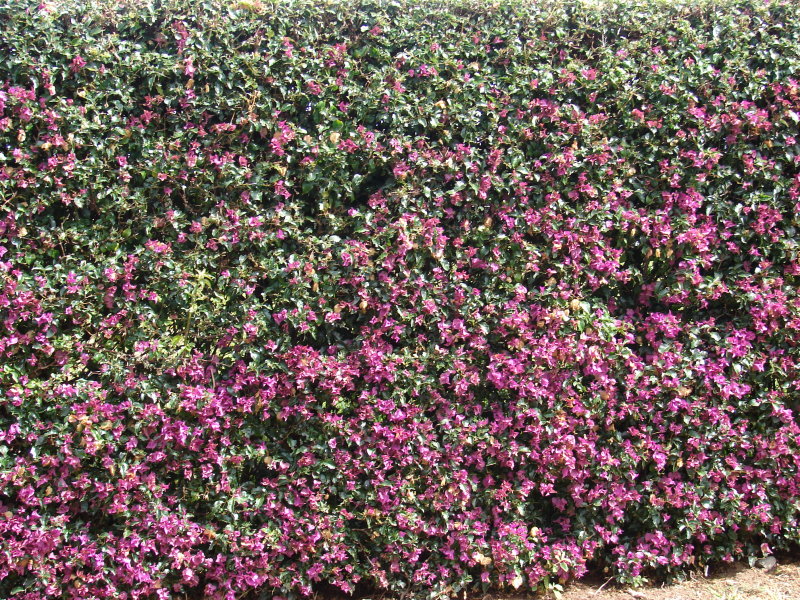 Bougainvillea