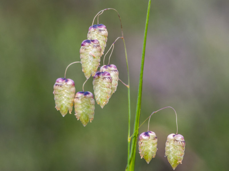 greater quaking grass