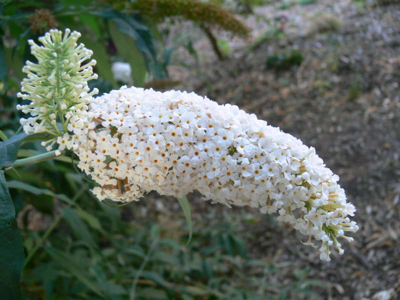 Buddleia 'White profusion'