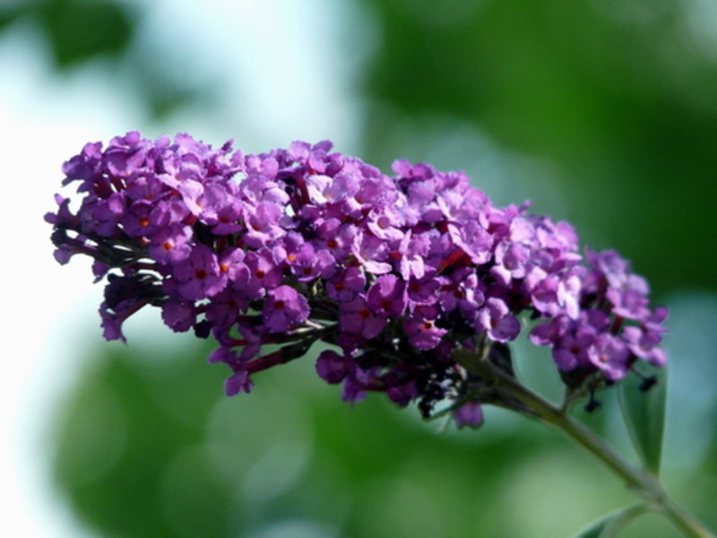 Dwarf Butterfly Bush 'Dreaming Lavender'