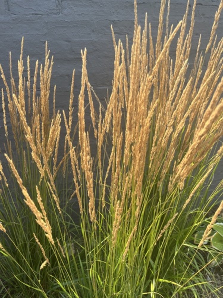 feather reed grass 'Avalanche'