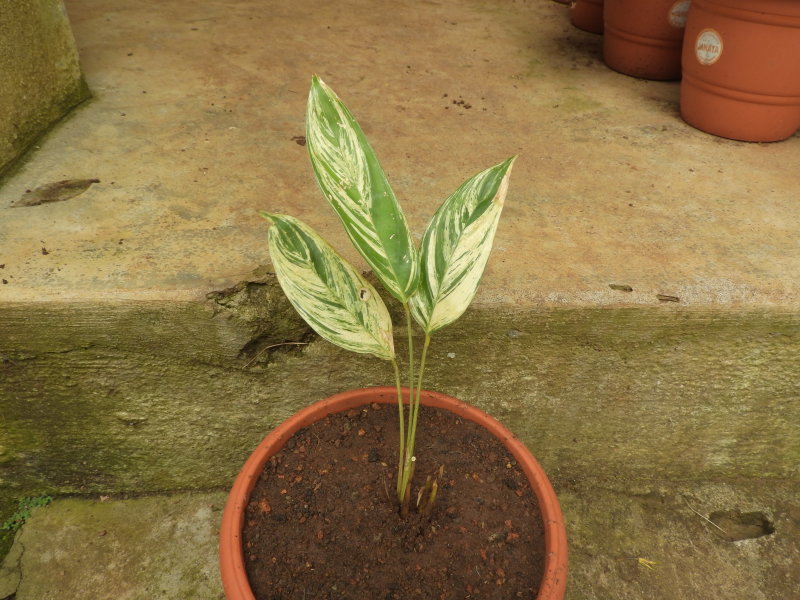 Lanceolate Foliage Calathea