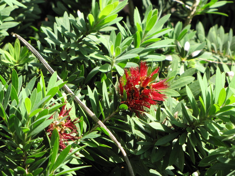 Little John Bottlebrush