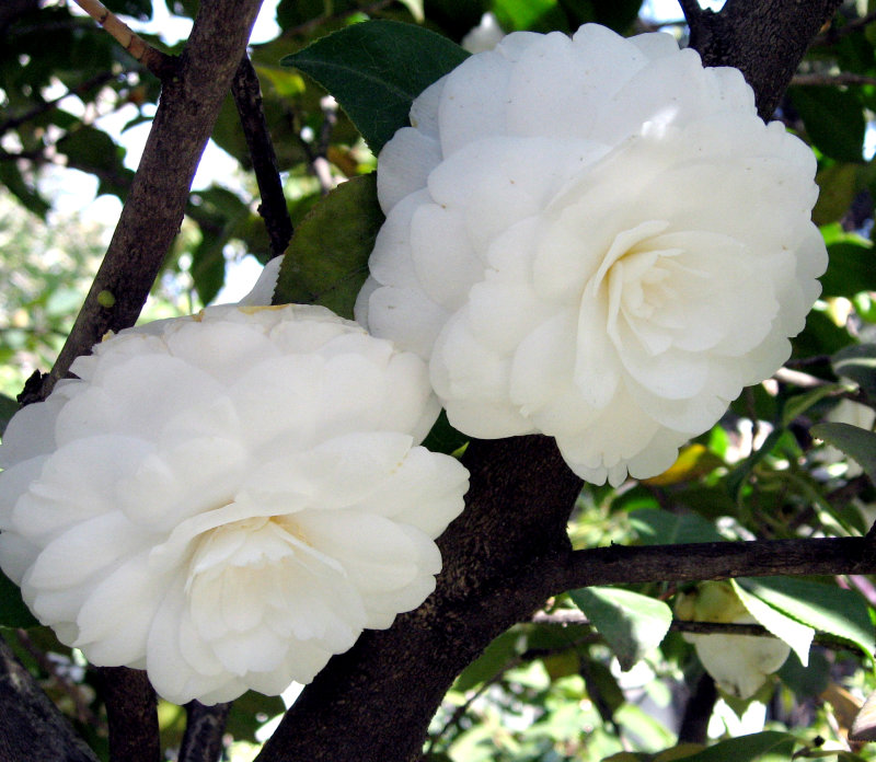Japanese Camellia White