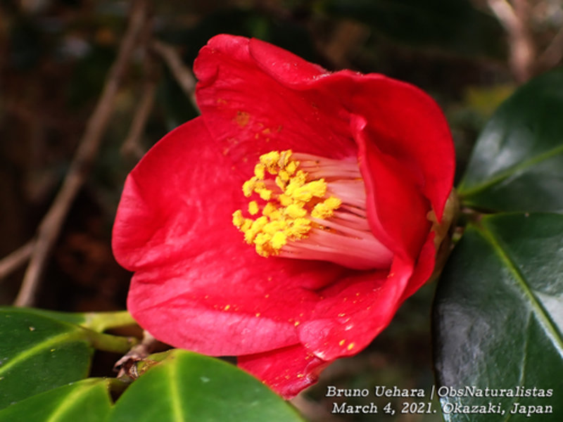 Japanese Camellia 'Brushfields Yellow'