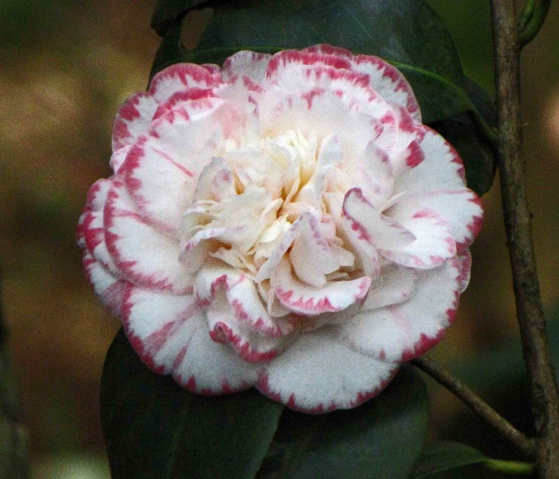 Japanese Camellia 'Margaret Davis'