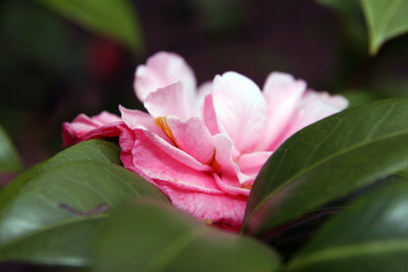 Japanese Camellia 'Nuccio's Cameo'