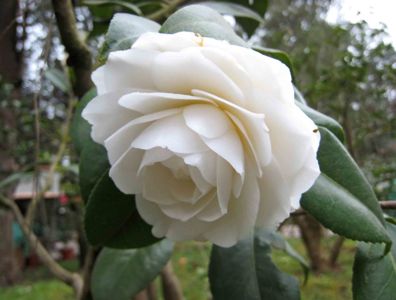 Japanese Camellia 'Nuccio's Gem'
