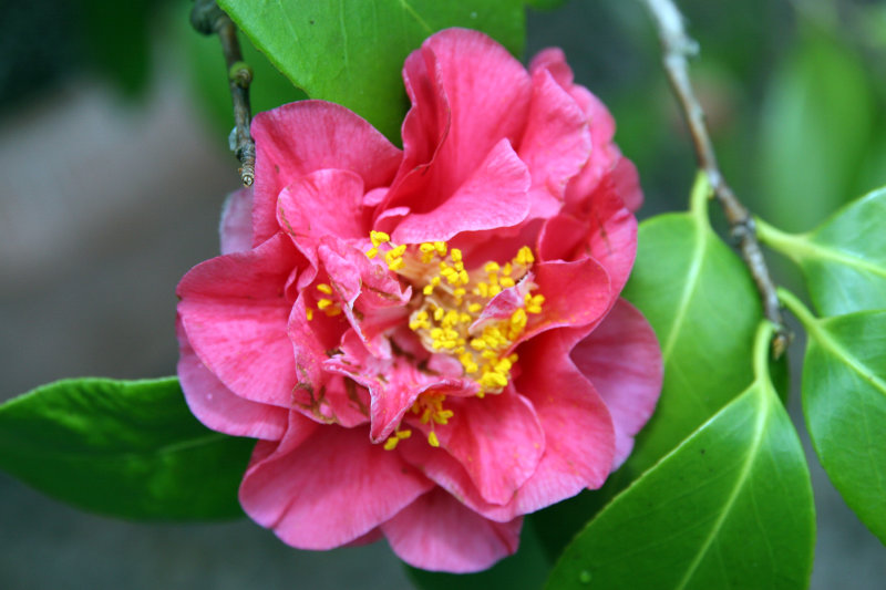 Japanese Camellia 'Nuccio's Jewel'