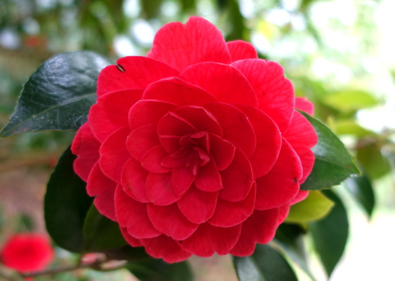 Japanese Camellia Red