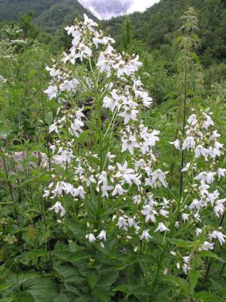 milky bellflower
