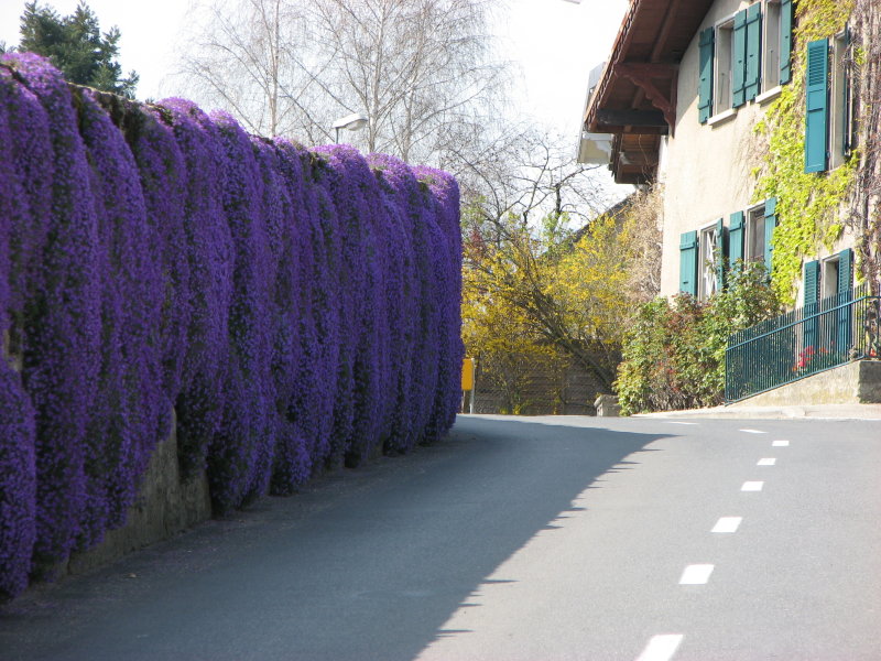 Violet Wall Bellflower