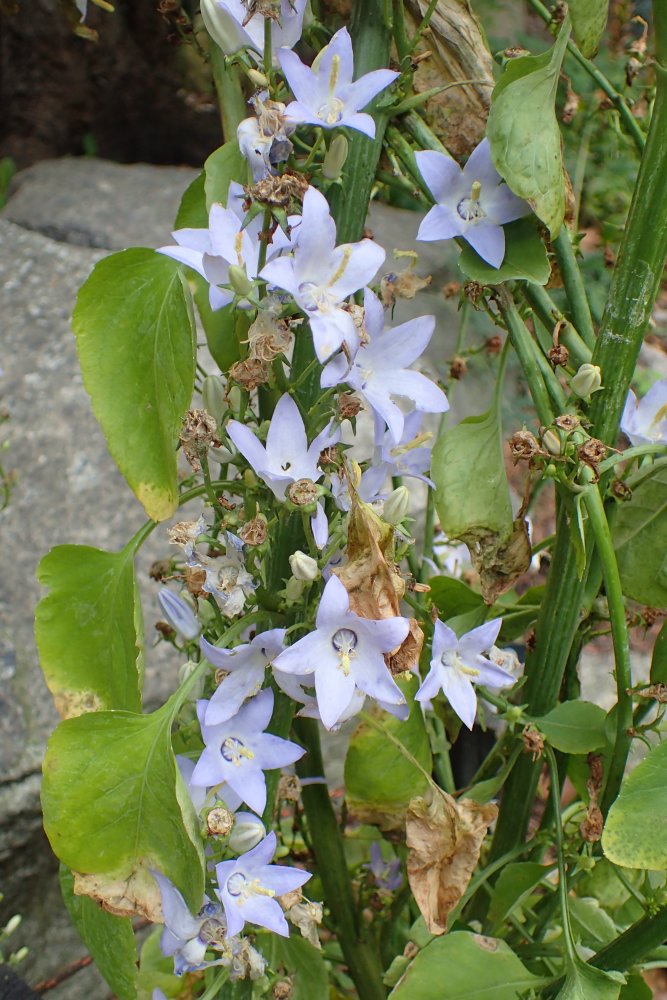 Chimney White Bellflower