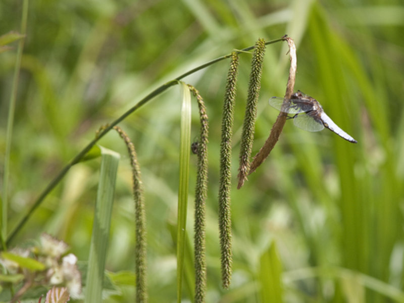 pendulous sedge