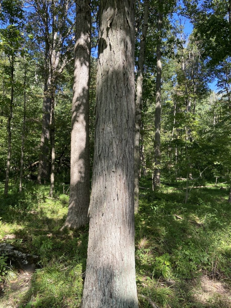 Kingnut Shellbark Hickory