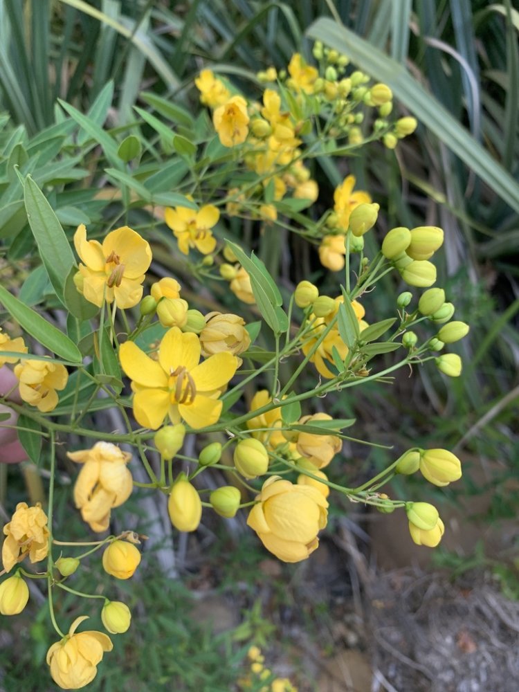 Flowery Senna