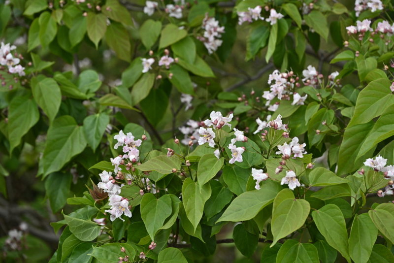 Catalpa bungei