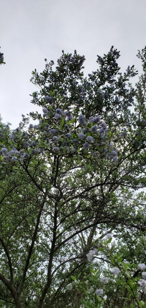 Creeping Blueblossom