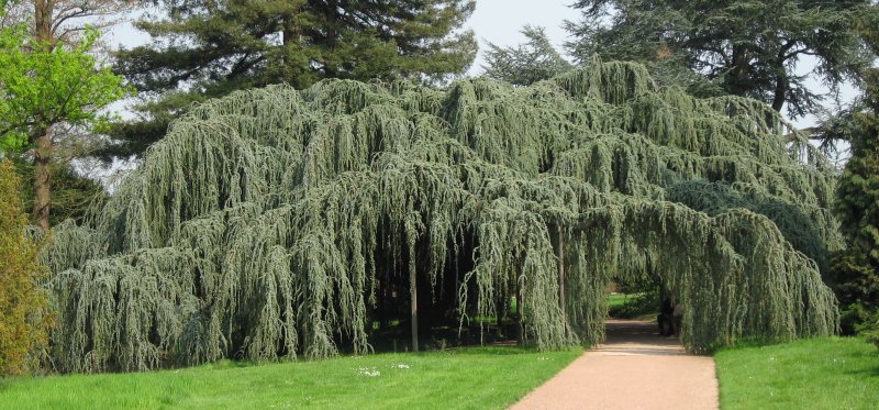 Weeping Blue Atlas Cedar