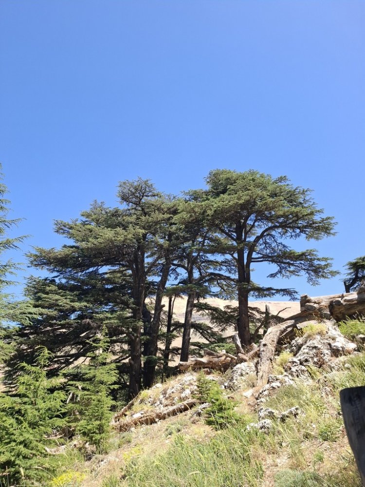 Lebanon Cedar