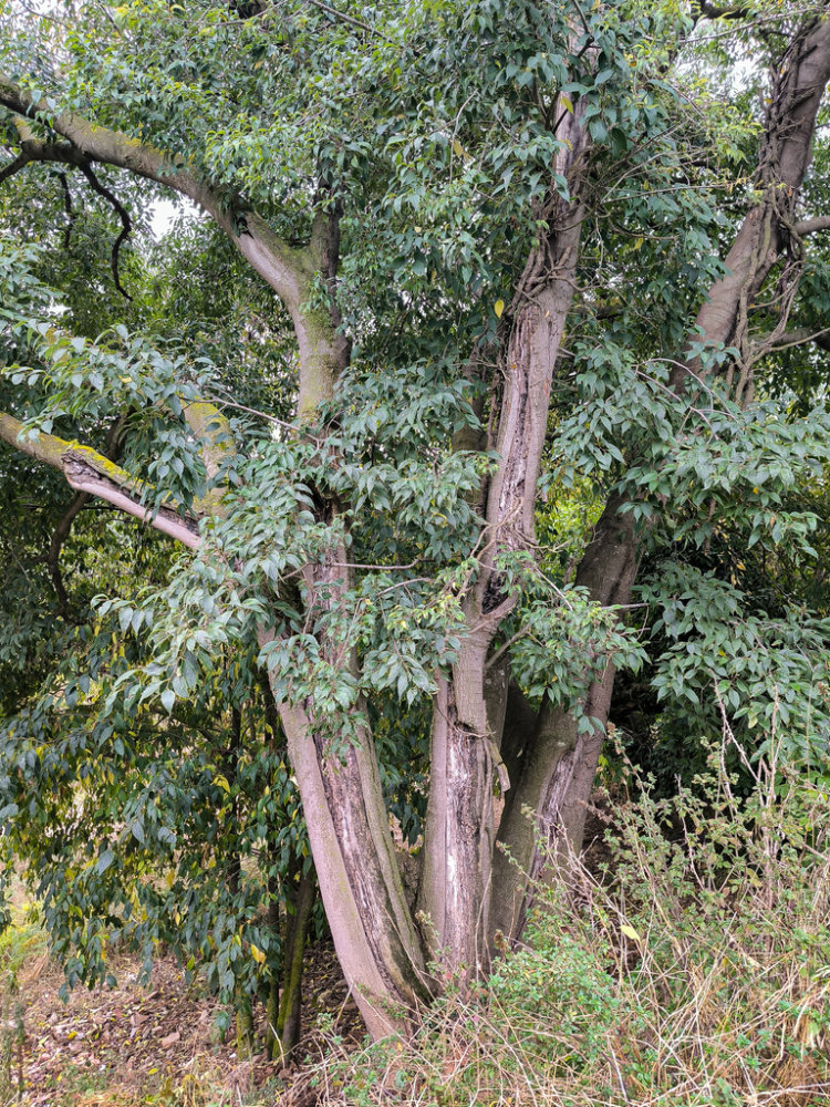 European Nettle Tree