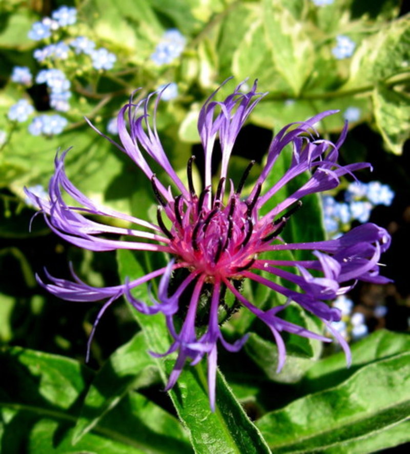 perennial cornflower