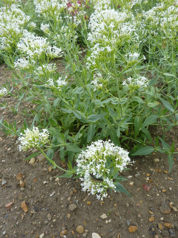 Centranthus ruber 'Albus'