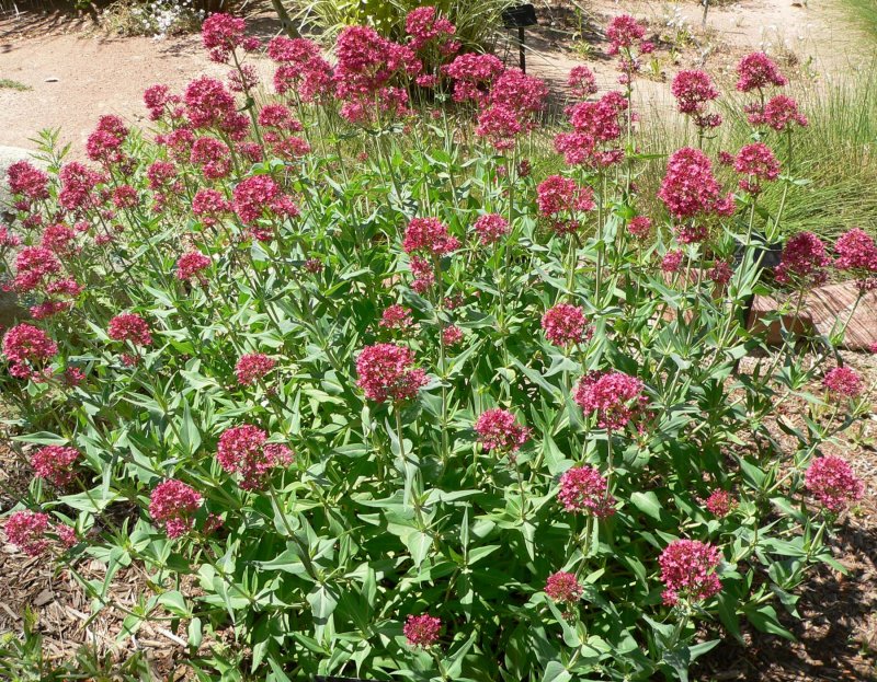 Red Valerian