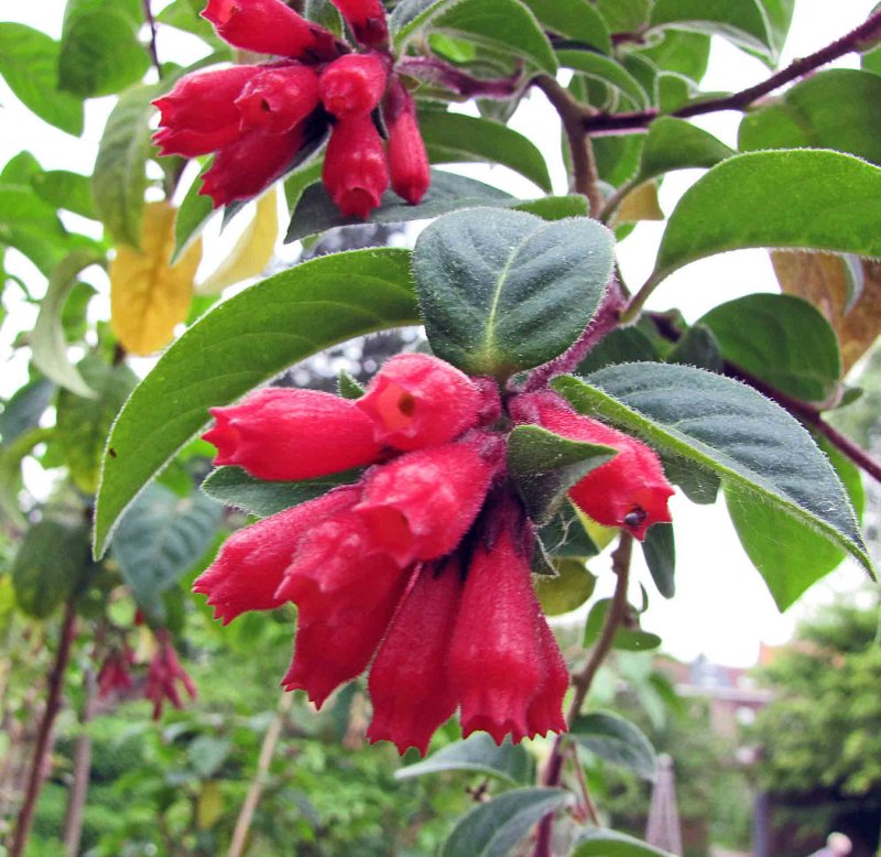 Red Bastard Newellii Jasmine