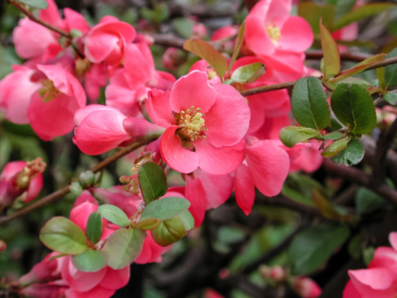 Japanese quince