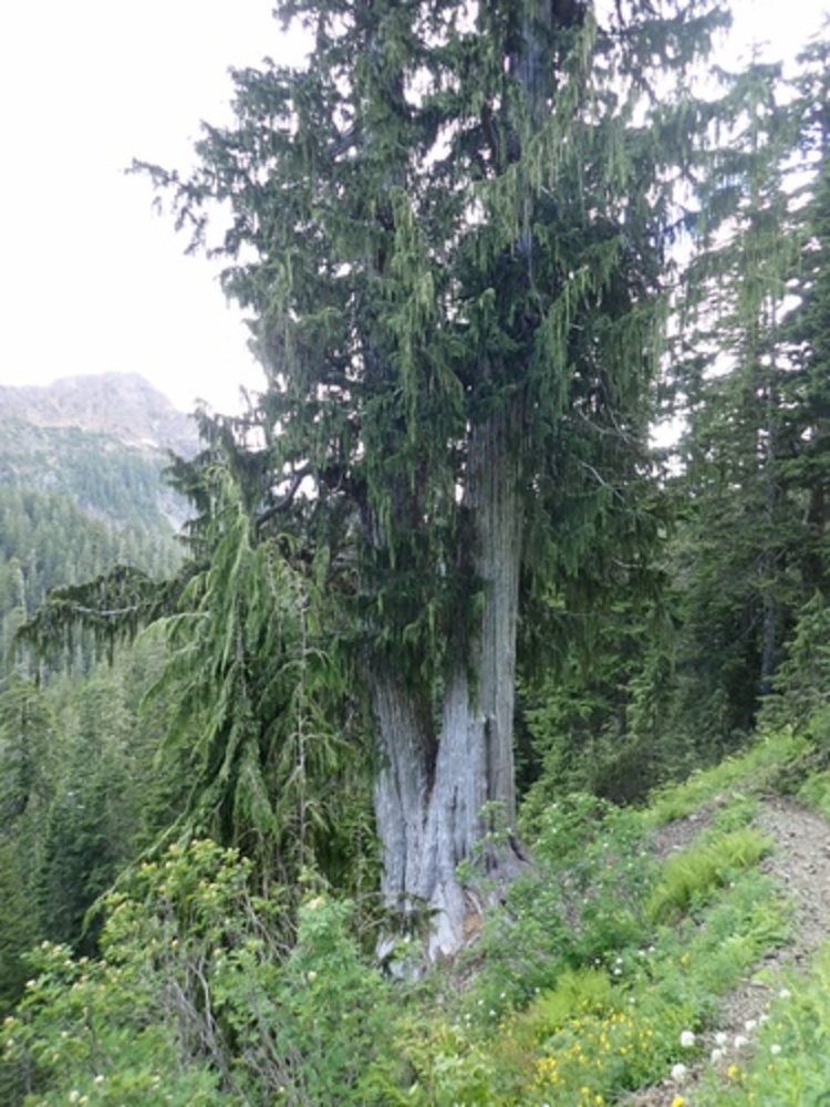 Nootka cypress 'Green Arrow'
