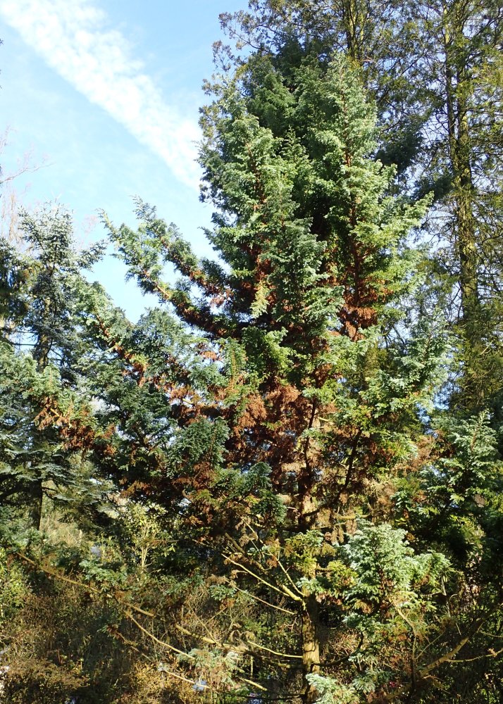 Sawara Boulevard False Cypress