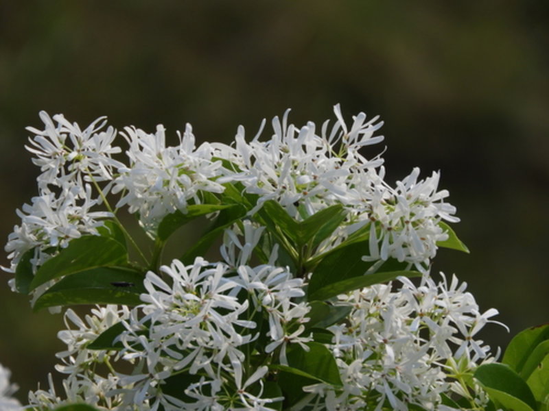 Chinese fringe tree