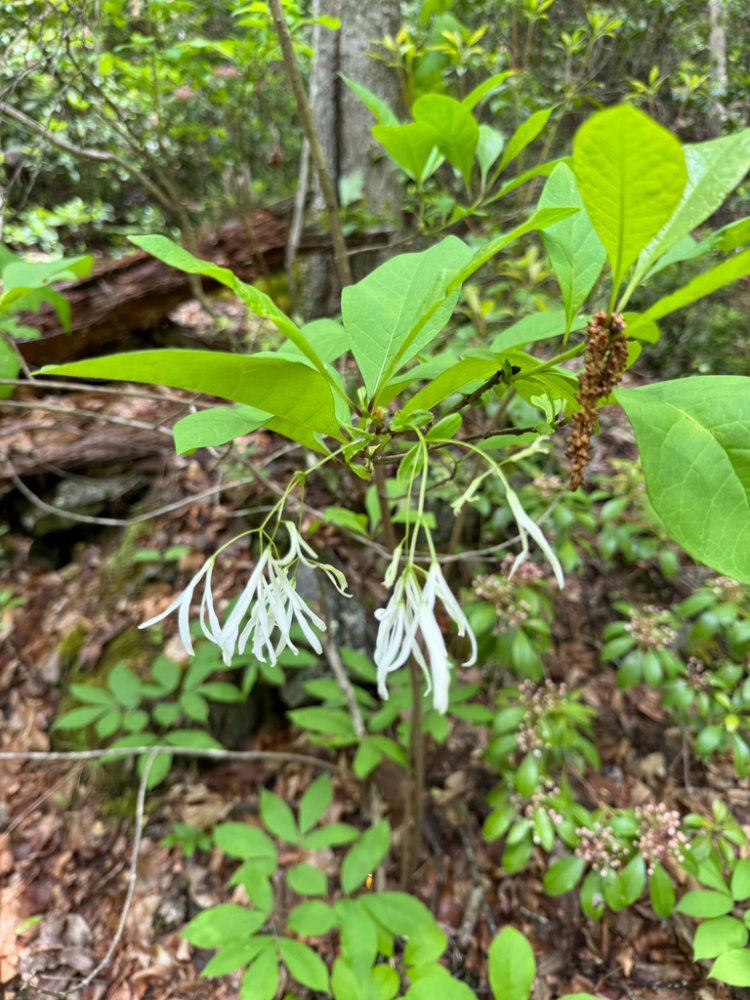 Old ManS Beard Fringe Tree