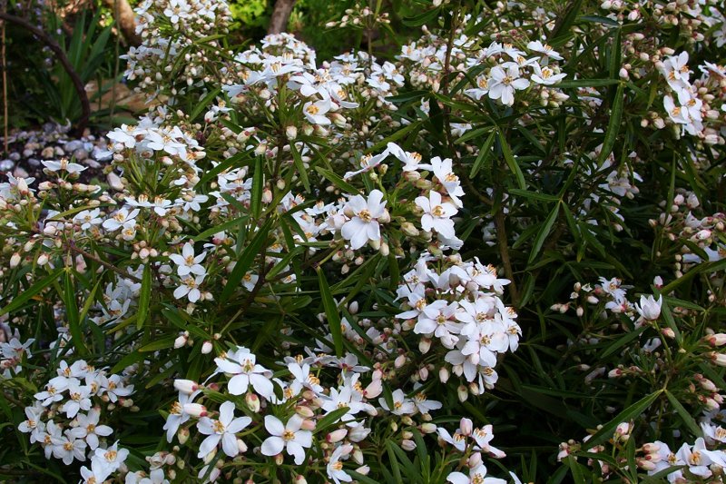 Mexican 'Aztec Pearl' Orange